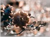 ARTland Glasbild Rose Zweig Größe: 80x60 cm Produktbild-Vorschau 1