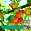 DR. STÄHLER Pflaumenwickler Pheromon-Falle, 2 Stück Produktbild-Vorschau 10