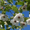 Magnólia - Magnolia sieboldii | 50-60 cm v kontajneri Náhľad obrázku produktu 2