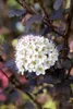 Physocarpus opulifolius 'Diabolo' -R-, Blasenspiere, Produktbild-Vorschau 4