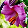 Winterharde dahlia-bollen, meerjarig - Collectie Productafbeelding-voorbeeld 2