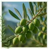 Frische grüne Oliven an einem Olivenzweig im Freien Produktbild-Vorschau