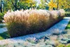 Stauden Gänge 1 x Miscanthus sinensis im 1 Liter Topf - Produktbild-Vorschau 6