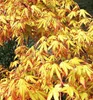 Fächerahorn ´KATSURA´ 90-110 cm, Cont. 3 l Produktbild-Vorschau 3