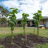 Three young trees are planted in a garden bed in front of a house. Produktbild-Vorschau