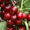 Kordia sehr große dunkle Süßkirsche Kirschbaum als Produktbild-Vorschau 6
