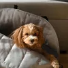 Dogeste Hundetasche, Transportbox, 3in1 Hunde Katzen Produktbild-Vorschau 8