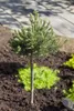 Pinus mugo 'Mini Mops', Bergkiefer, kompakt, 30–40 cm Produktbild-Vorschau 1
