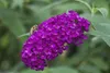 Buddleja davidii 'Royal Red', Schmetterlingsflieder, rot, Produktbild-Vorschau 2