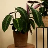 Bloomique - Calathea Warscewiczii - Roślina pawia - Rośliny Podgląd zdjęcia produktu 2