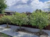 Geflochtener Weidenbaum 160 cm Geflochtene Weide - Produktbild-Vorschau 8