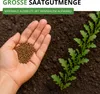 Salatrauke Einjährig Samen - Eruca sativa - Salatraukesamen Produktbild-Vorschau 6