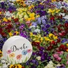 Blumen Spardose mit Spruch Danke Produktbild-Vorschau 6