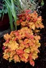 Stauden Gänge 3 x Heuchera Hybride 'Marmalade' im 1 Liter Produktbild-Vorschau 7
