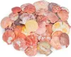 Pecten nobilis bunt 0,5 kg 5-8 cm ca. 40-50 Stück Produktbild-Vorschau 1