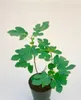 Ficus carica 'Brown Turkey', Feige, 60–80 cm, winterhart Produktbild-Vorschau 2