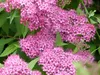 Stauden Gänge 10 x Spiraea japonica 'Anthony Waterer' - Produktbild-Vorschau 7