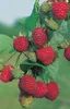 Himbeeren 4-Sorten Kombination 2 x rote - 1 x gelbe und 1 x Produktbild-Vorschau 4