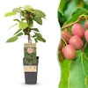 Green boutiQ - Fruitplant - Actinidia arguta Weiki - Voir les images du produit 1