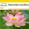 SAFLAX Kultivační sada - Indický lotosový květ - Nelumbo Náhled obrázku produktu 10