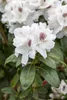 Rhododendron Hybr. 'Schneebukett', weiß, 30–40 cm Produktbild-Vorschau 4