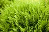 Thuja occidentalis 'Danica', Kugel-Lebensbaum, immergrün, Produktbild-Vorschau 6