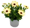 Cape basket – Osteospermum ecklonis – kvetináč 11 cm – sada Náhľad obrázku produktu 3