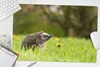 MuchoWow® Schreibtischunterlage Igel - Blume - Frühling Produktbild-Vorschau 5