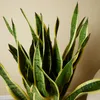 Bloomique - Lot de 2 - Sansevieria Laurentii - Langue de Voir les images du produit 3