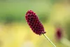 Großer Wiesenknopf, im Topf - Sanguisorba officinalis Produktbild-Vorschau 8