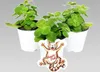 Coleus canin - Verpiss-Dich - Pflanze - 3 Pflanzen Produktbild-Vorschau 1