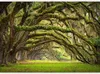 Vlies Fototapete - Tree embrace 300x210 cm Landschaften Produktbild-Vorschau 5