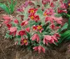 Pulsatilla vulgaris 'Pinwheel Rot', Küchenschelle, rot, ca. Produktbild-Vorschau 2