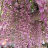 Blauregen ´ROSEA´ 50-60 cm, Cont. 1,6 l, Pflanze mit Produktbild-Vorschau 5