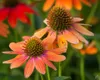 Close-up of two orange coneflowers with blurred background flowers. Produktbild-Vorschau