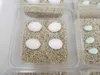 Campo24 ST3 Reptilien Inkubator Brutkasten Brutmaschine Produktbild-Vorschau 4
