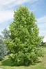 Liquidambar styraciflua, Amberbaum, 100–125 cm Produktbild-Vorschau 14