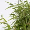 A close-up shot of green bamboo leaves and stems against a white background. Produktbild-Vorschau