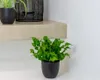 Bloomique - Asplenium Crispy Wave - Nestfarn - Produktbild-Vorschau 2