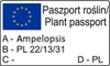 Vite canadese (Ampelopsis) Elegans 1L Anteprima dell’immagine prodotto 7