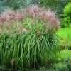 Stauden Gänge 1 x Miscanthus sinensis 'Malepartus' im 1 Produktbild-Vorschau 2