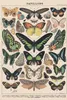 Millot Papillon - Poster 61x91,5 cm Produktbild-Vorschau 1