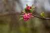 Schneeball Dawn 40-60 cm, im Topf - Viburnum bodnantense Produktbild-Vorschau 2