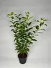 20 Stück, 50-60cm, Topf 2L, Portugiesischer Kirschlorbeer Produktbild-Vorschau 2