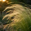 Stauden Gänge 10 x Stipa tenuissima 'Pony Tails' im 1 Liter Produktbild-Vorschau 7