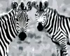 Diamondi - Diamond painting - REGENBOGEN-ZEBRAS, 40X50 cm, Produktbild-Vorschau 1