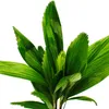 Strahlenpalme - Licuala grandis - Zimmerpalme - Produktbild-Vorschau 2