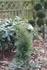 Jasminum polyanthum - Duft - Jasmin - Kletterpflanze - Produktbild-Vorschau 6