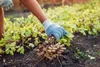 Erdnuss Samen (Arachis hypogeae) - Nährstoffreiches Erdnuss Produktbild-Vorschau 4