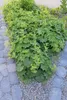 Alchémille molle (Alchemilla mollis) 10-25cm, Ø9cm, 12 Voir les images du produit 5